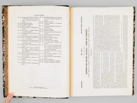 Atlas d'anatomie descriptive du corps humain. Quatrième partie. Appareil génito-urinaire, organes de la respiration.. BONAMY, Constantin ; BROCA, Paul ...