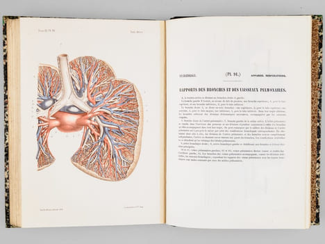 Atlas d'anatomie descriptive du corps humain. Quatrième partie. Appareil génito-urinaire, organes de la respiration.. BONAMY, Constantin ; BROCA, Paul ...