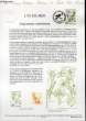 DOCUMENT PHILATELIQUE OFFICIEL N°23-92 - LYS DE MER - PANCRATIUM MARITIMUM (N°2766 YVERT ET TELLIER). ALBUISSON