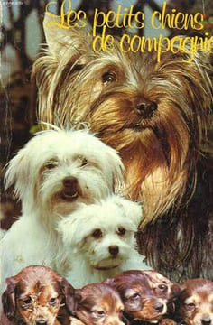 LES PETITS CHIENS DE COMPAGNIES. COLLECTIF