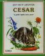 QUI VEUT ADOPTER CESAR LE PETIT LAPIN SANS PEUR. KLETHI