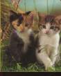 PHOTOS D'ANIMAUX. NON PRECISE