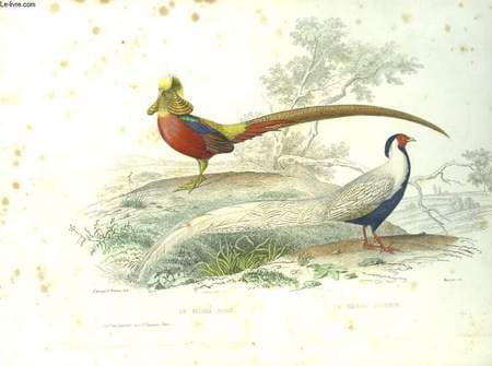1 GRAVURE 19° EN COULEURS - LE FAISAN DORE ET LE FAISAN ARGENTE. TRAVIER EDOUARD - MANCEAU