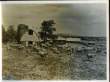 1 PHOTO ANCIENNE SITUEE - VACHES AMERICAINES. ***
