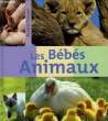 LES BEBES ANIMAUX. STOEPEL BEATRIX