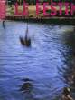 LE FESTIN, N° 34, ETE 2000,. COLLECTIF