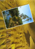 TUNISIE, LES OASIS. COLLECTIF
