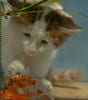 LES ANIMAUX DOMESTIQUES. COLLECTIF