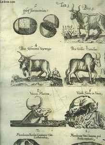 Quadrupedum omnium bisulcorum Historia quam Ioannes Cornelius Uteruerius Belga colligere incoepit. Quadrupedibus TOME I