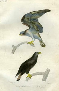 Oeuvres complètes de Buffon. Les Oiseaux.