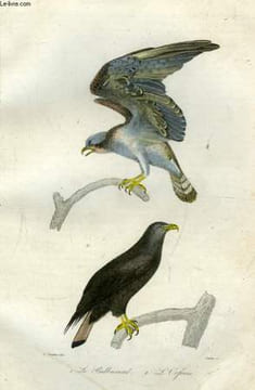 Oeuvres complètes de Buffon. Les Oiseaux.. BUFFON