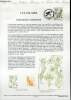 DOCUMENT PHILATELIQUE OFFICIEL N°23-92 - LYS DE MER - PANCRATIUM MARITIMUM (N°2766 YVERT ET TELLIER). ALBUISSON