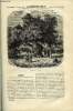 LA SEMAINE DES FAMILLES 27EME ANNEE N°47 - SYCOMORE DE ABEL GAVEAU, LA STATUE GRECQUE DE TIBUR XI DE THERESE ALPHONSE-KARR, COQS, POULES ET POULETS DE ...