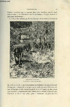 NOUVELLE GEOGRAPHIE UNIVERSELLE - LA TERRE ET LES HOMMES - XVI. LES ETATS-UNIS - Chapitre II : Habitants primitifs - ancienneté des populations ...