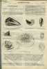 La science pour tous - Structure et physiologie des mollusques (suite et fin), Disposition nouvelle des piles voltaiques, application de la pile de ...