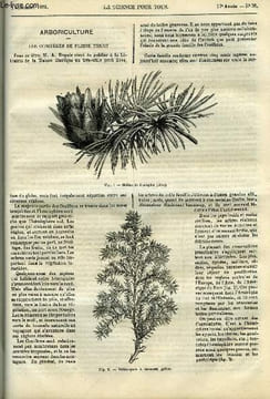 La science pour tous n° 36 - Les conifères de pleine terre par A. Dupuis, Sur la noctilucine par T.L. Phipson, De l'utilité d'une chimie archéologique ...