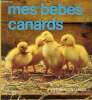 Mes bébés canards. Collectif