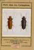 Petit atlas des coléoptères - Tome 2.. Collectif