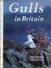 Gulls in Britain. Vaughan Richard