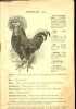 Livre sur les diff&eacute;rentes races de poules.. non pr&eacute;cis&eacute;