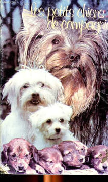 Les petits chiens de compagnie. Collectif