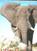 L'éléphant Mythes et réalités Sommaire: Un voyageur des temps primitifs; Les récits du Déluge; L'anatomie d'un géant; L'éléphant dans l'Antiquité; ...