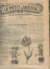 LE PETIT JARDIN ILLUSTRE N° 628 - 18 nov. 1905 - Les plantes vivaces de pleine terre pour fleurs à couper (suite) - La récolte du vin - cours ...