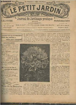 "LE PETIT JARDIN ILLUSTRE N° 632 - 16 déc. 1905 - Un beau chrysanthème - Les fruits de philodendron pertusum sur le marché de Londres - L'origine du ...
