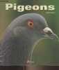 Pigeons. Chesne Corinne