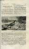 La nature n° 150 - L'hirondelle de mer moustac et son nid flottant, L'exploration de l'Australie de 1829 a 1875 par Ad. F. de Fontpertuis, Nouveaux ...