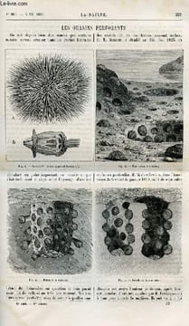 La nature n° 883 - Les oursins perforants par Henry de Varigny, Les mirages supérieurs, Lancement de la Touraine au chantier de Penhoet, Le ...