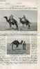 La nature n° 896 - Le coursier du désert, par J. Dubowski, Le diagrammomètre du colonel Kozloff, Le narval et la licorne des anciens par E. Oustalet, ...