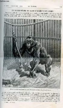 La nature n° 1077 - Les orangs-outangs du Jardin d'Acclimatation à Paris avec gravure dans le texte de Maurice orang outan . Sur l'emploi de la tourbe ...
