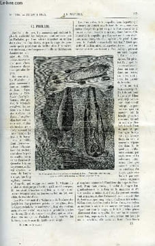 La nature n° 1108 - La pholade avec gravure dans le texte d'une pholade dactyle dans son rocher. Les applications du kaolin par Hébert. Météorographe ...
