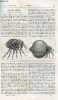 La nature n° 1147 - Un fléau africain - la chique ou pulex penetrans avec gravures dans le texte. L'origine des cerfs-volants et leurs applications ...