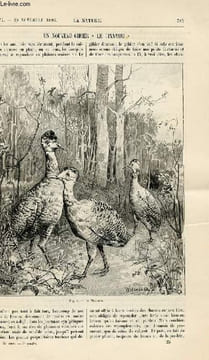 "La nature n° 1277 - Un nouveau gibier le ""Tinamou"" avec gravure dans le texte de trois de ces animaux par Weisser. L'éclairage à l'acétylène,à ...