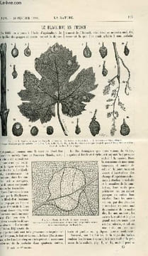 La nature n° 1291 - Le black rot en France avec gravures dans le texte d'une feuille de vigne avec des taches de Black Rot, sarmant de vigne ...
