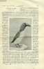 La nature n° 1325 - Un oiseau disparu - le grand pingouin avec gravure dans le texte d'un grand pingouin ou alca impennus. Moteur à essence de pétrôle ...