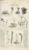 La nature n° 1611 - Tératologie Végétale - Les Tubines a vapeur pour Navires par R.Bonnin - Le Lysol - Comment se nourrissent les Pythons par Dr J. ...