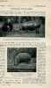 La nature n° 2052 - L'hippopotame nain de Libéria par Trouessart, enregistrement des ondes hertziennes par une patte de grenouille par Merle, les ...