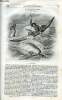 LE MAGASIN PITTORESQUE - Livraison n°035 - La licorne de mer , narval des naturalistes.. Cazeaux Euryale et Charton Edouard.