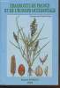 Eragrostis de France et de l'Europe occidentale : French and English keys (Avec envoi d'auteur). Portal Robert