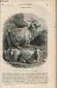 Magasin Pittoresque Livraison n°046 - Tome XXIV Novembre 1856 : La Chèvre d'Angora. Collectif