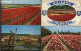 HOLLAND BLOEMENLAND - 7 cartes postales - it is bulb time / de bloemenvelden in bloei. COLLECTIF