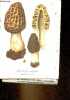 Fichier des champignons : 46 planches en couleurs de champignons.. Inconnu