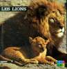 Les lions Images de la nature. Pajot Anne-Marie