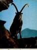 Tiere der Alpenwelt. Rokitansky Gerth