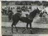 Photographie de Black Bottom 111, après sa victoire au Prix du Président de la République, à Auteuil.. PARIS-SOIR