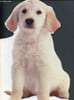 Pop-corn le chien. Blanchot Juliette, Lereclus B&eacute;atrice