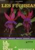 Les fuschias. César Jules